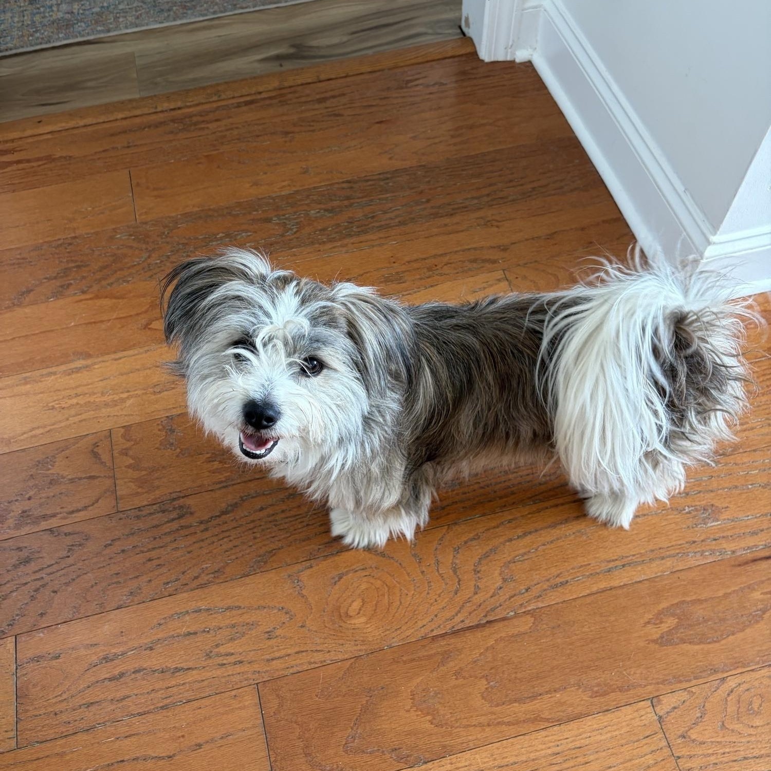 Enlarge Max, an adopted mixed breed in Memphis, TN image 1/6