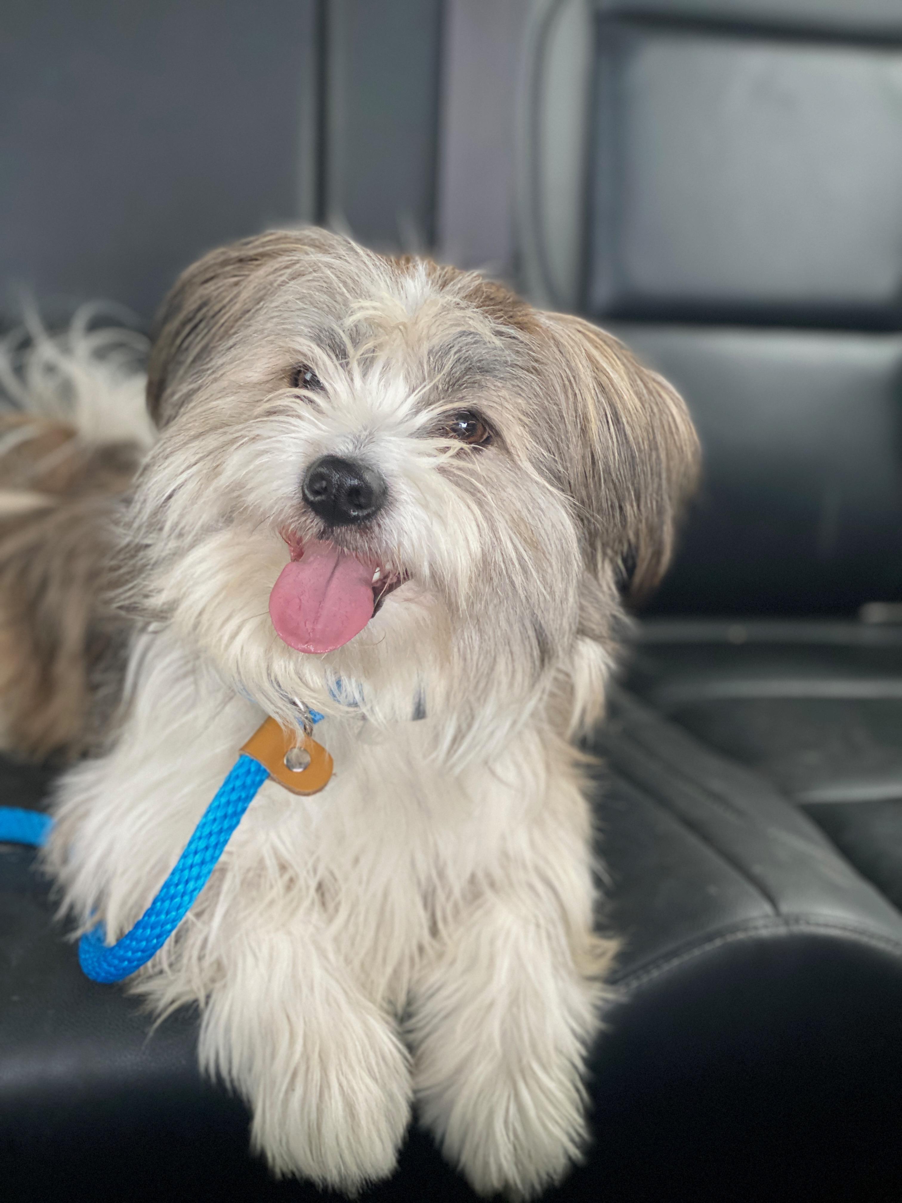 Enlarge Max, an adopted mixed breed in Memphis, TN image 3/6