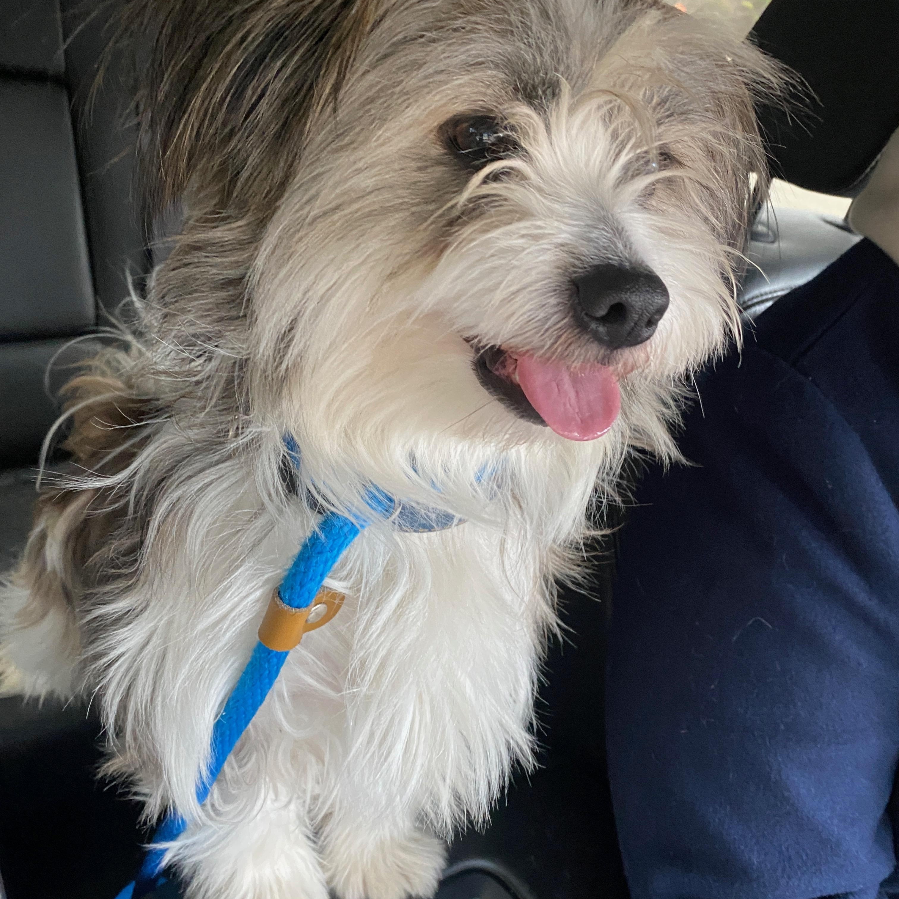 Enlarge Max, an adopted mixed breed in Memphis, TN image 4/6