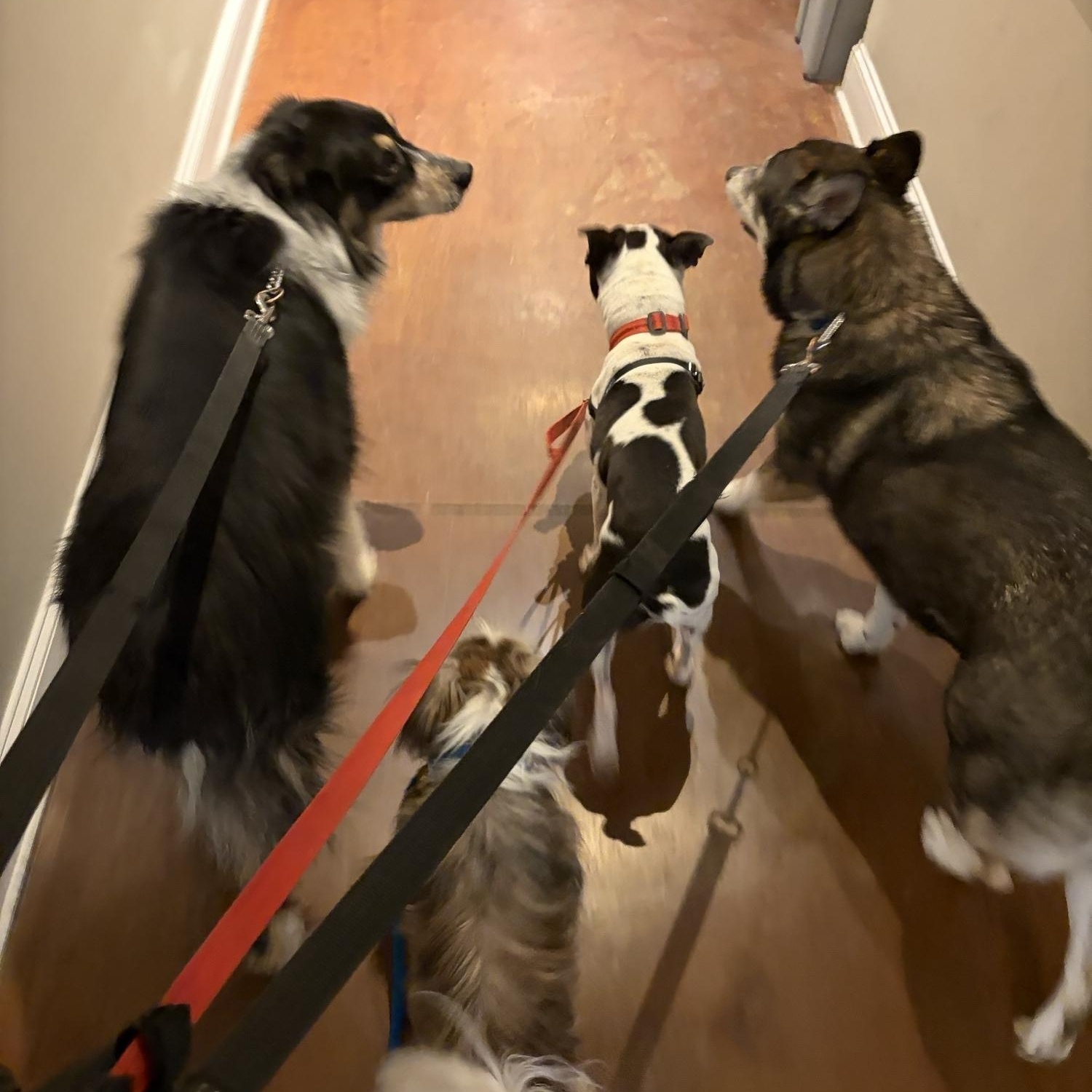 Enlarge Max, an adopted mixed breed in Memphis, TN image 6/6