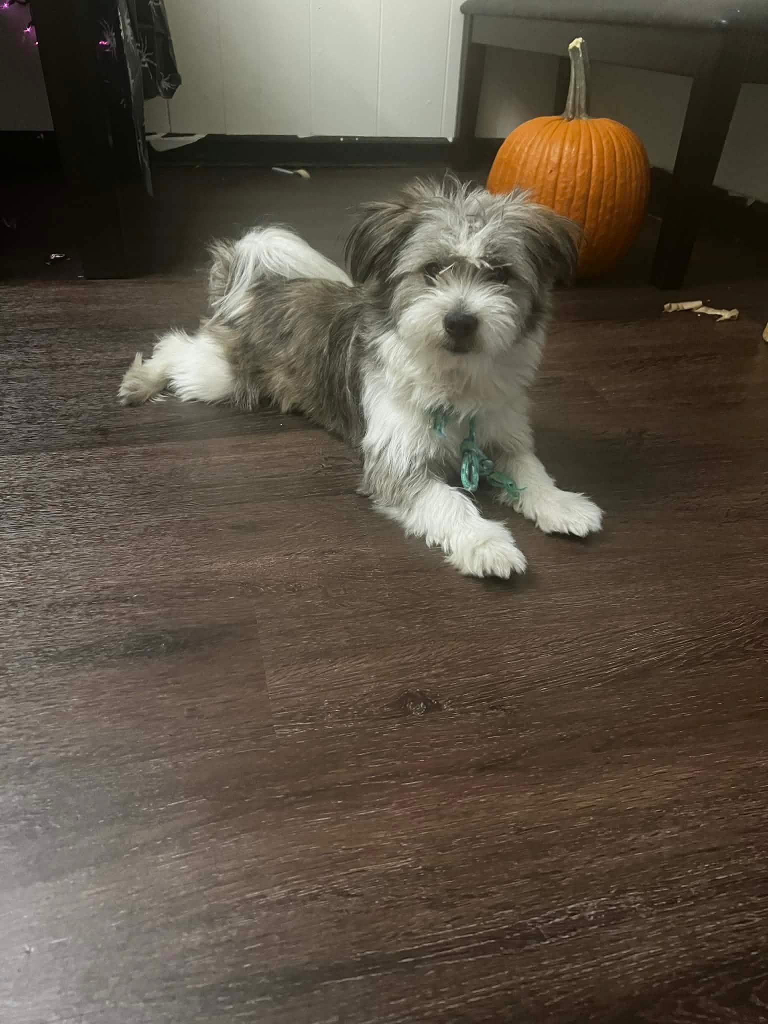 Enlarge Max, an adopted mixed breed in Memphis, TN image 5/6