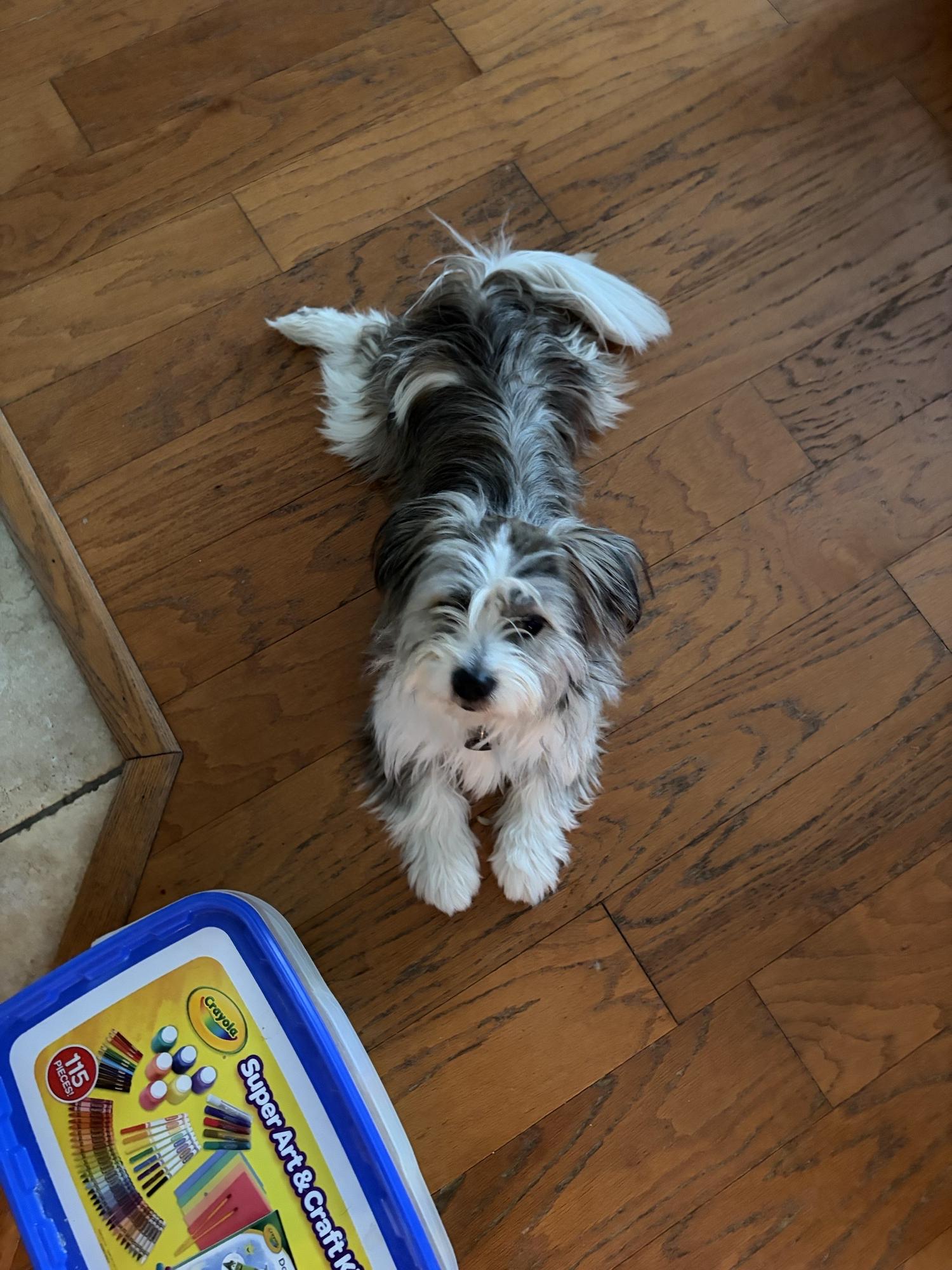 Enlarge Max, an adopted mixed breed in Memphis, TN image 2/6