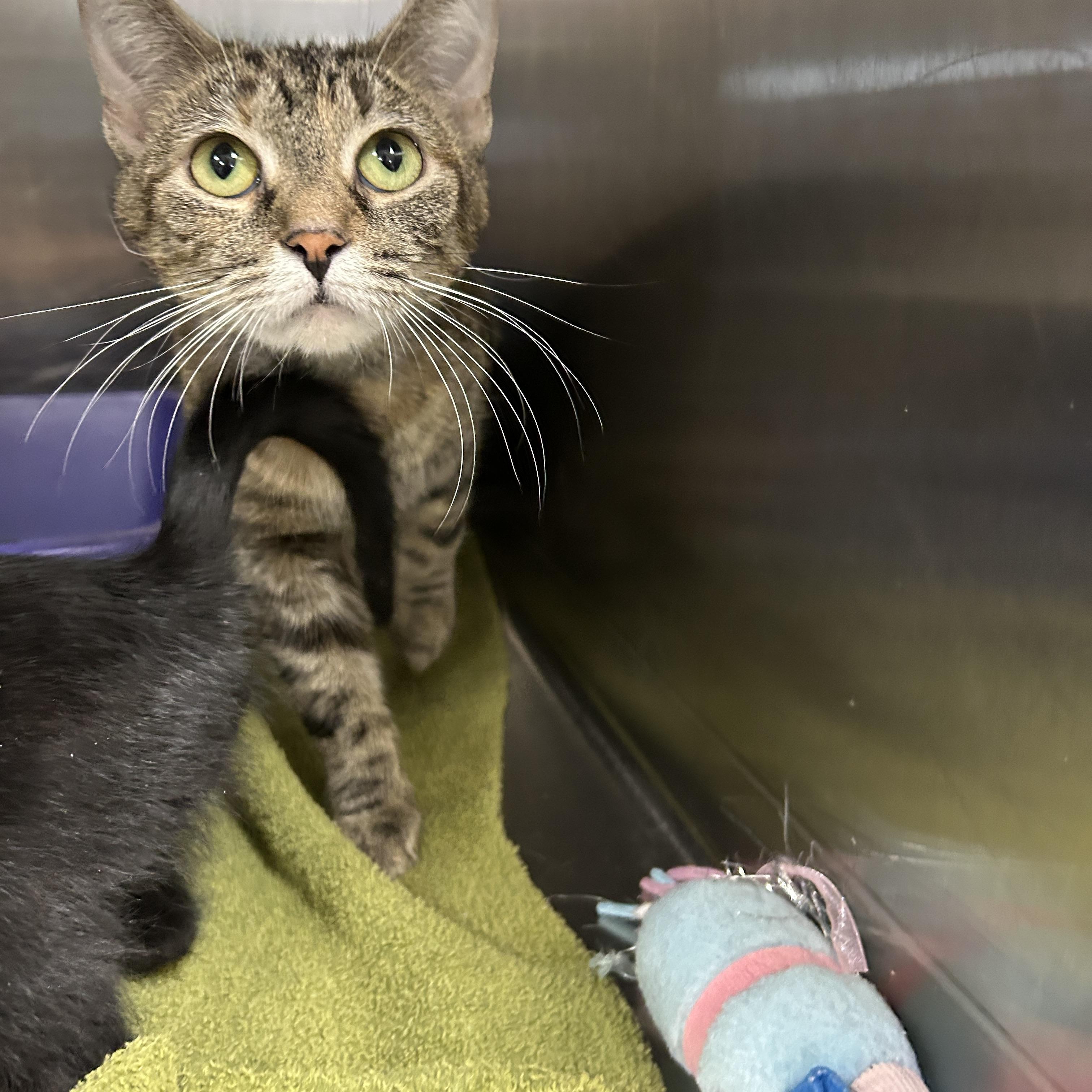 Mrs. Blue thumbnail 2