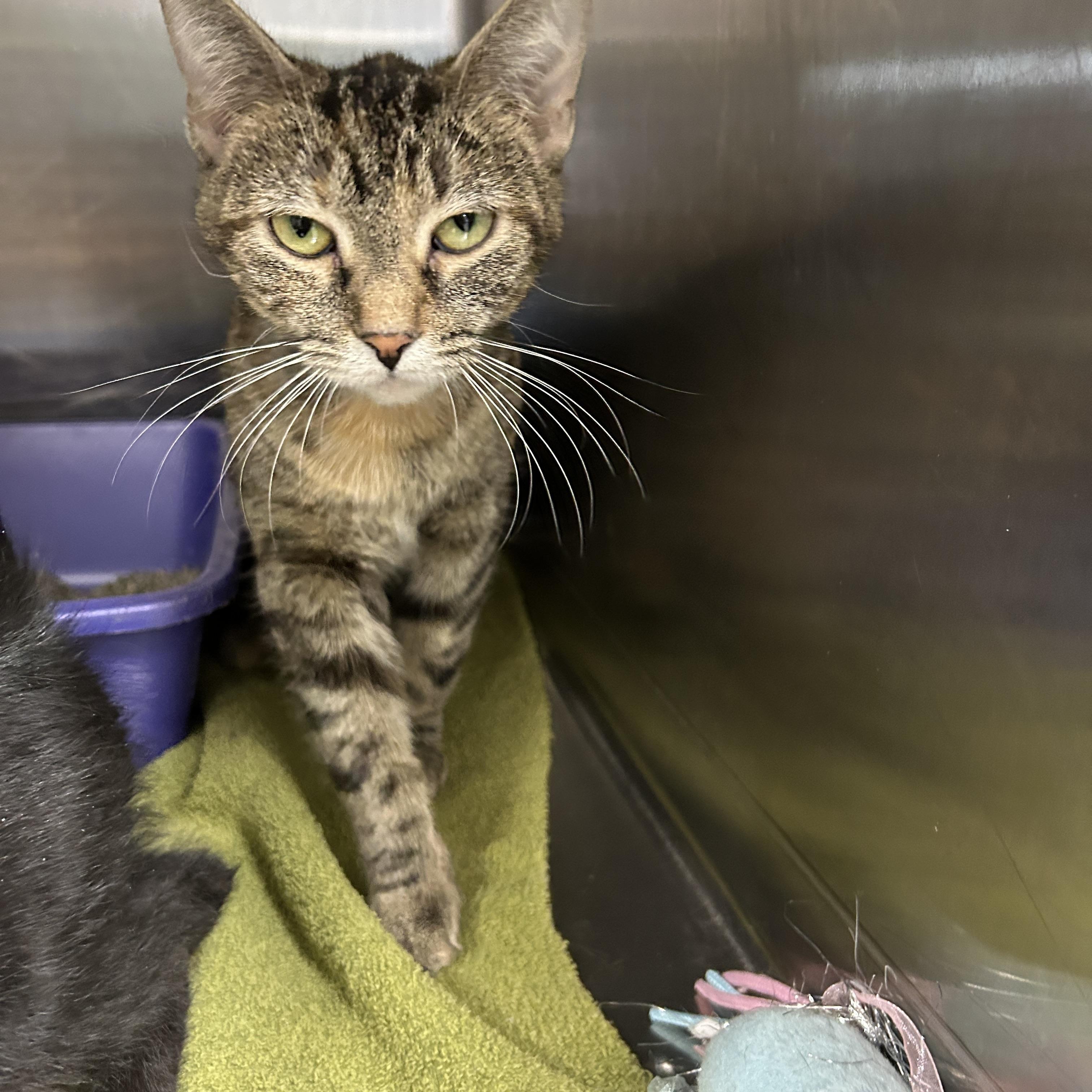 Mrs. Blue thumbnail 4