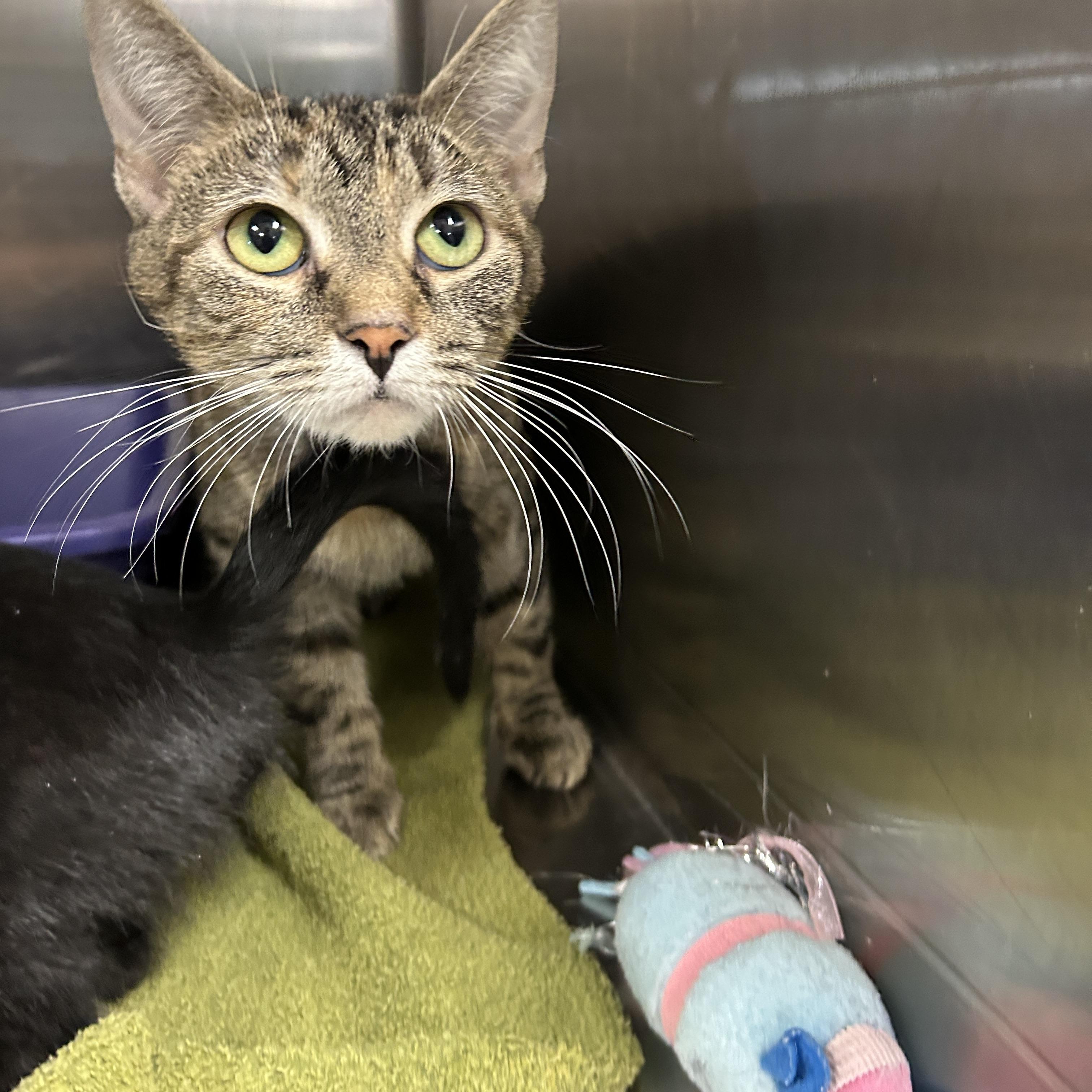 Mrs. Blue thumbnail 5