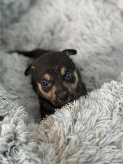 Macaroon — thumbnail 3