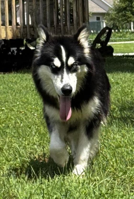 Honey, a Adopted Siberian Husky in Omaha, NE image 1/4
