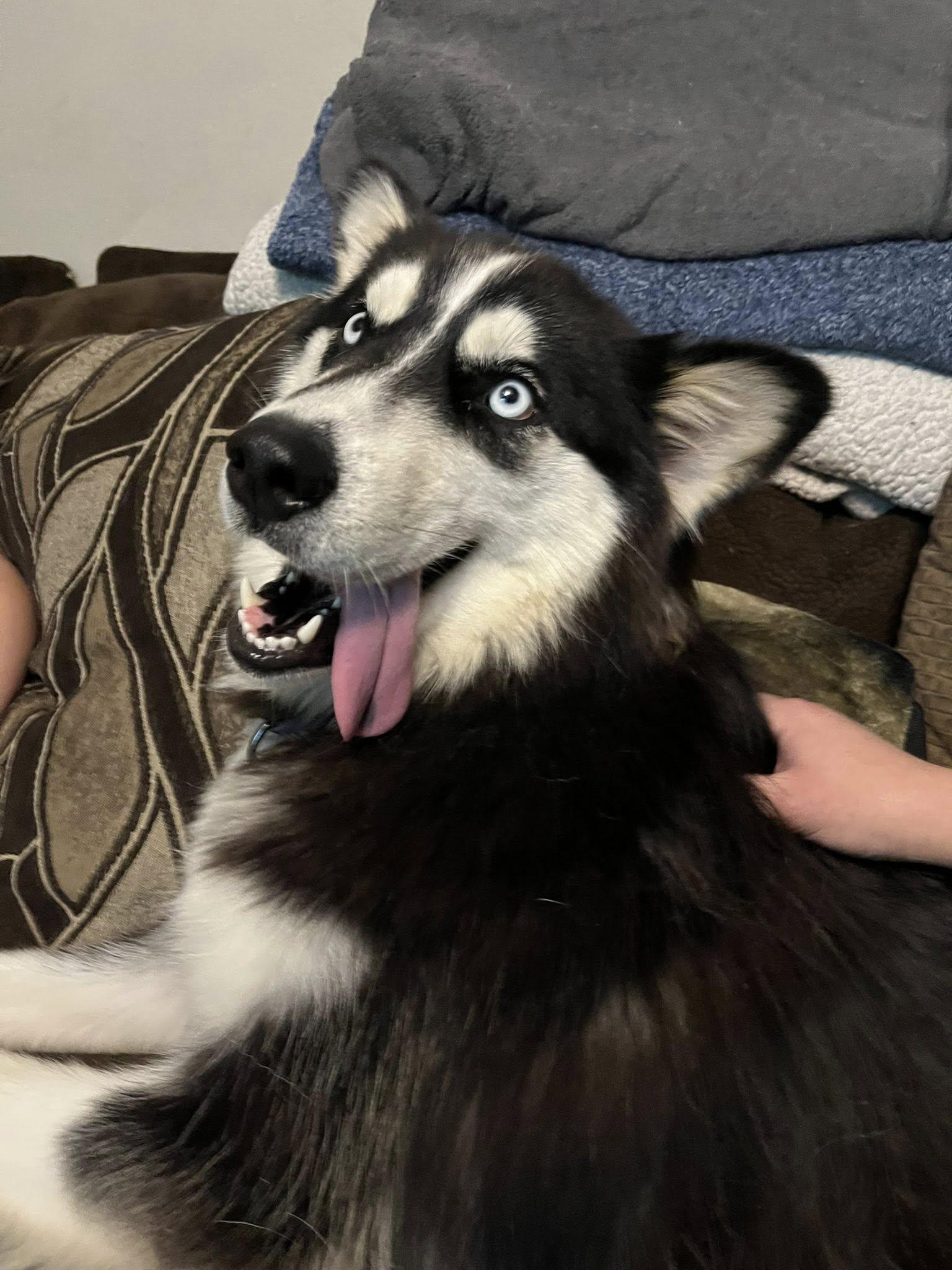 Honey, a Adopted Siberian Husky in Omaha, NE image 2/4