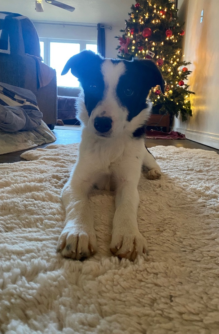 Enlarge Ross, a Adopted Border Collie in Medicine Hat, AB image 1/4
