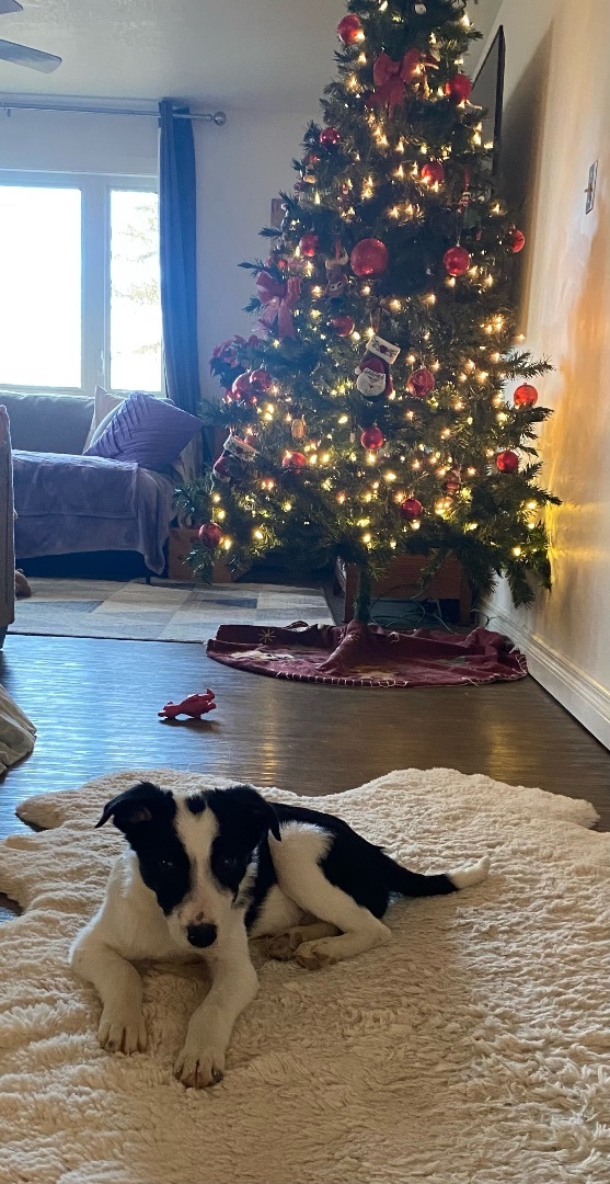 Enlarge Ross, a Adopted Border Collie in Medicine Hat, AB image 2/4