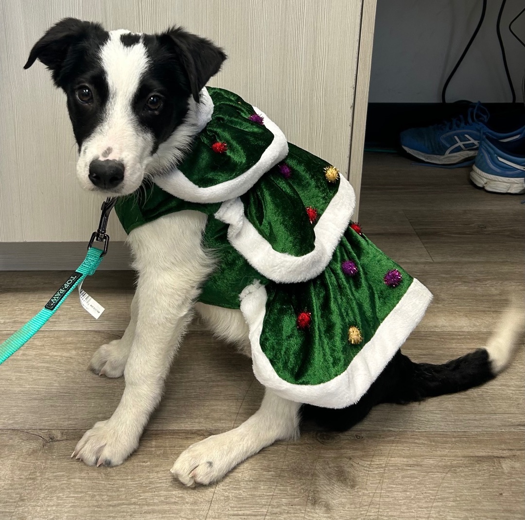 Enlarge Ross, a Adopted Border Collie in Medicine Hat, AB image 3/4