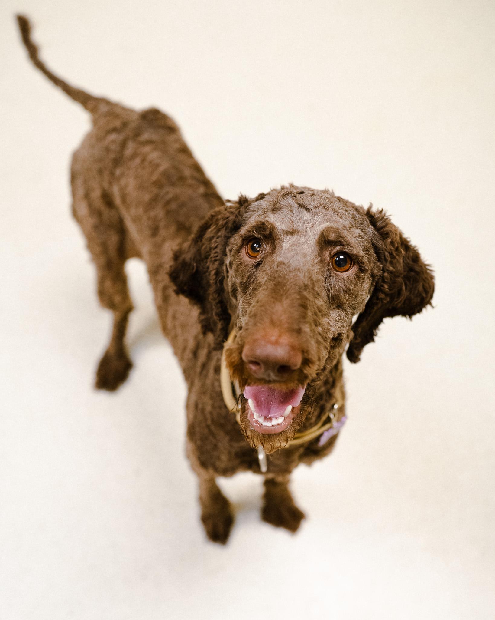 Enlarge Truffles, a Adoptable mixed breed in Cincinnati, OH image 1/4