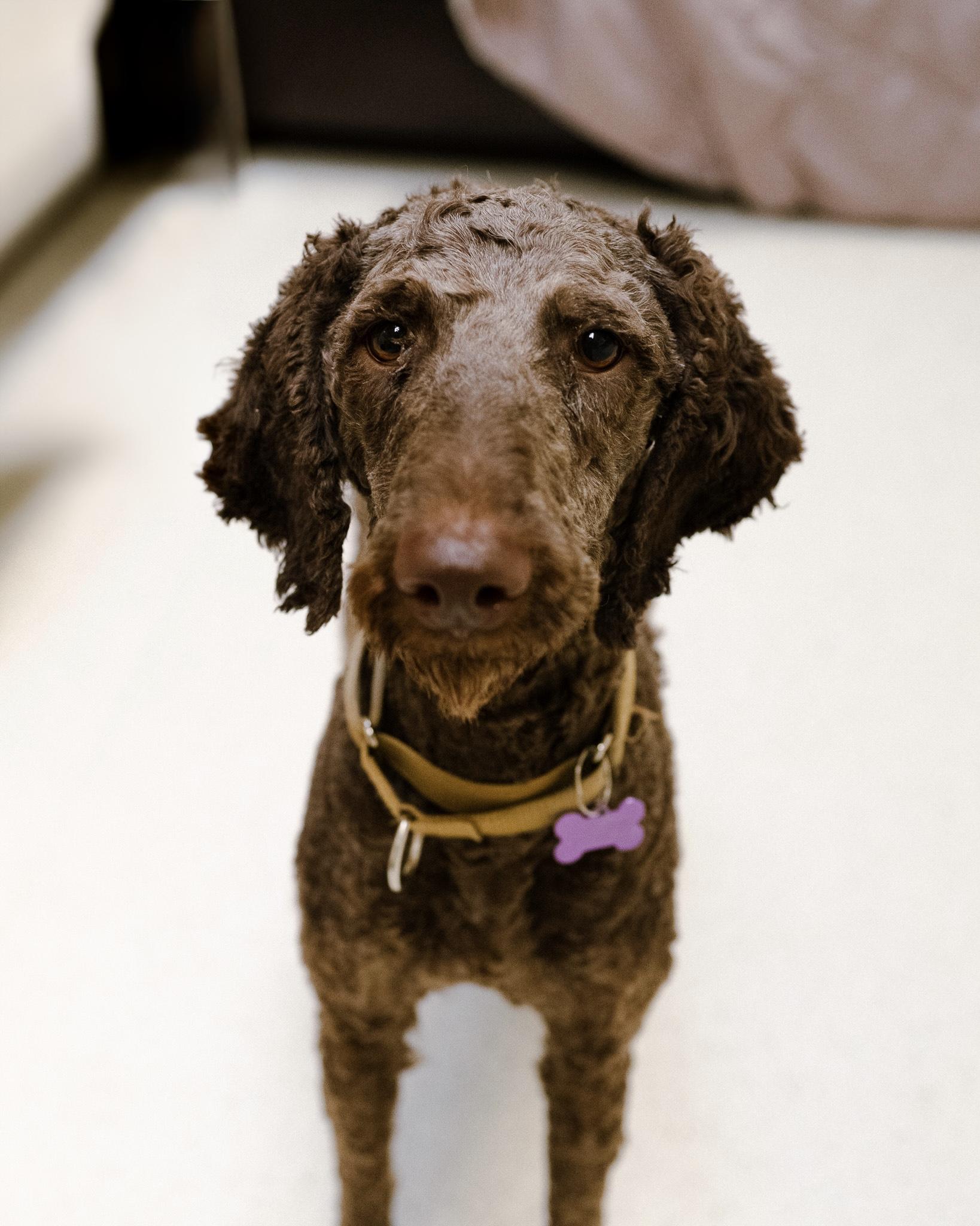 Enlarge Truffles, a Adoptable mixed breed in Cincinnati, OH image 3/4
