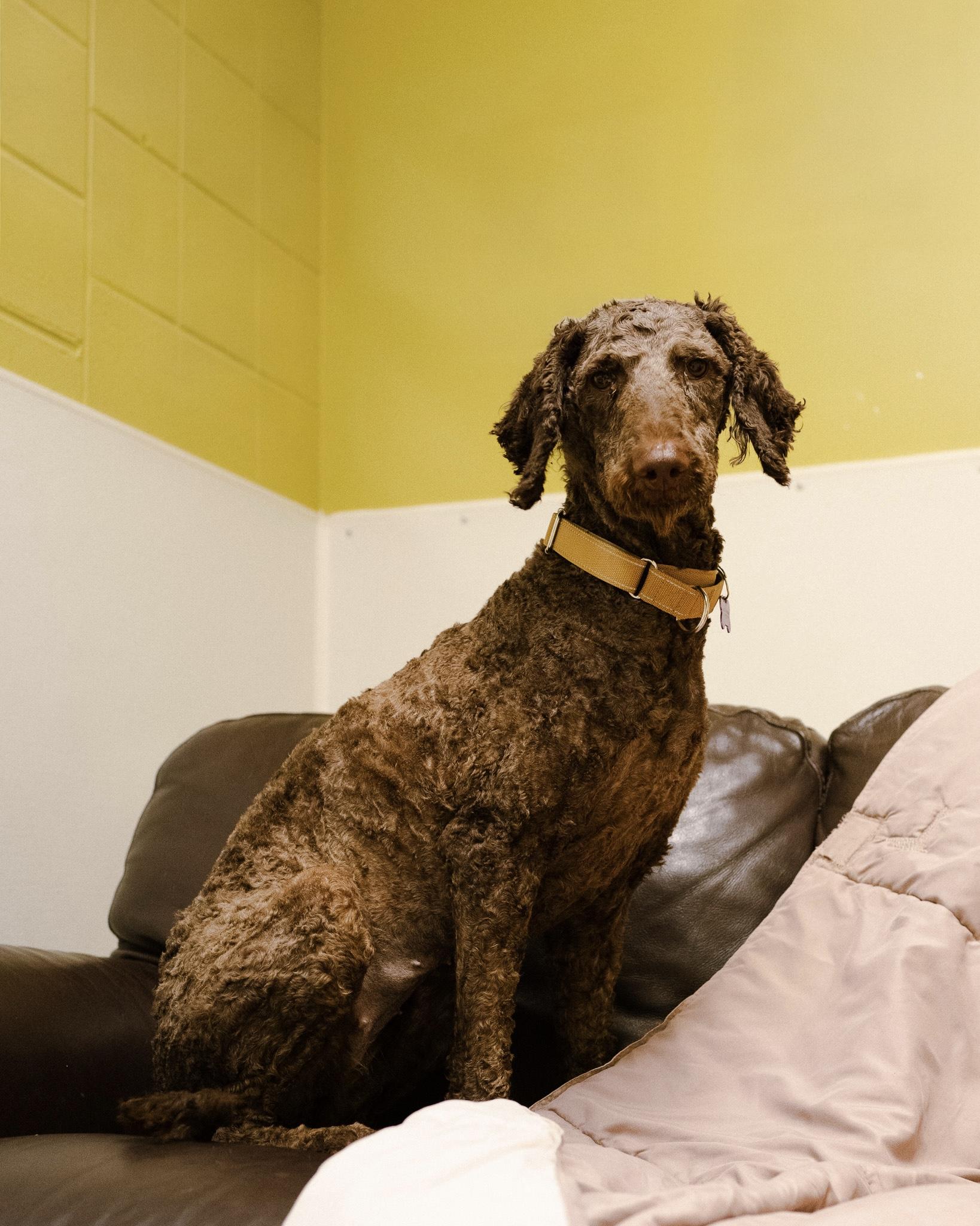 Enlarge Truffles, a Adoptable mixed breed in Cincinnati, OH image 2/4