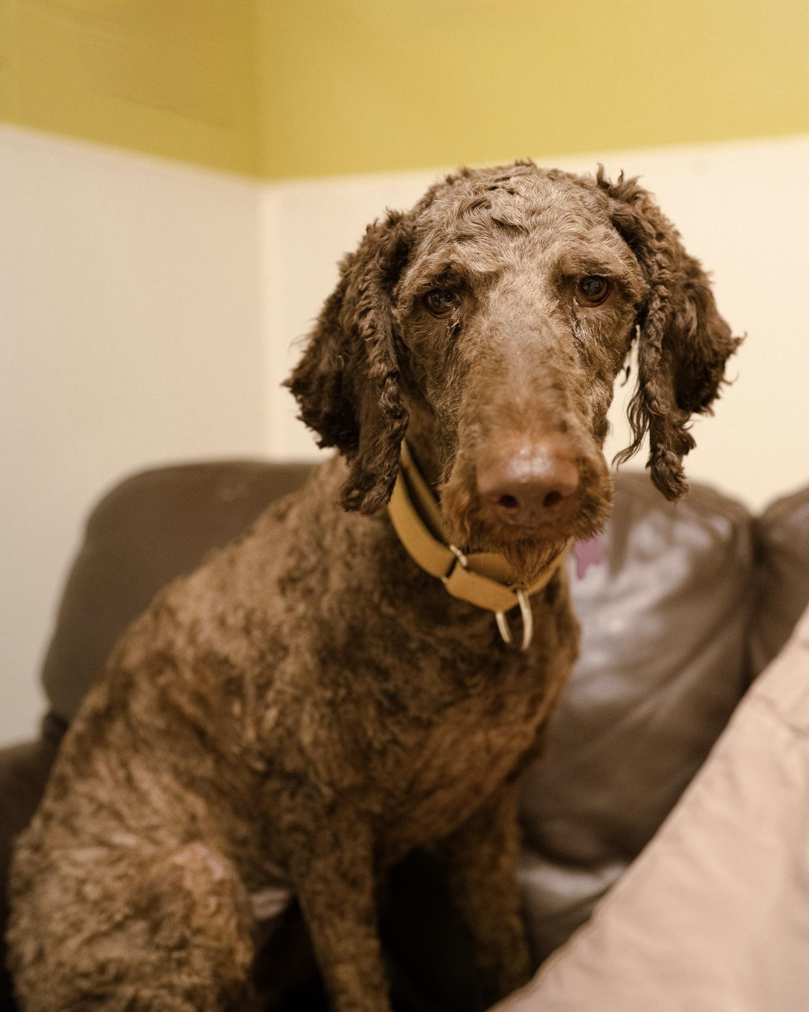 Enlarge Truffles, a Adoptable mixed breed in Cincinnati, OH image 4/4
