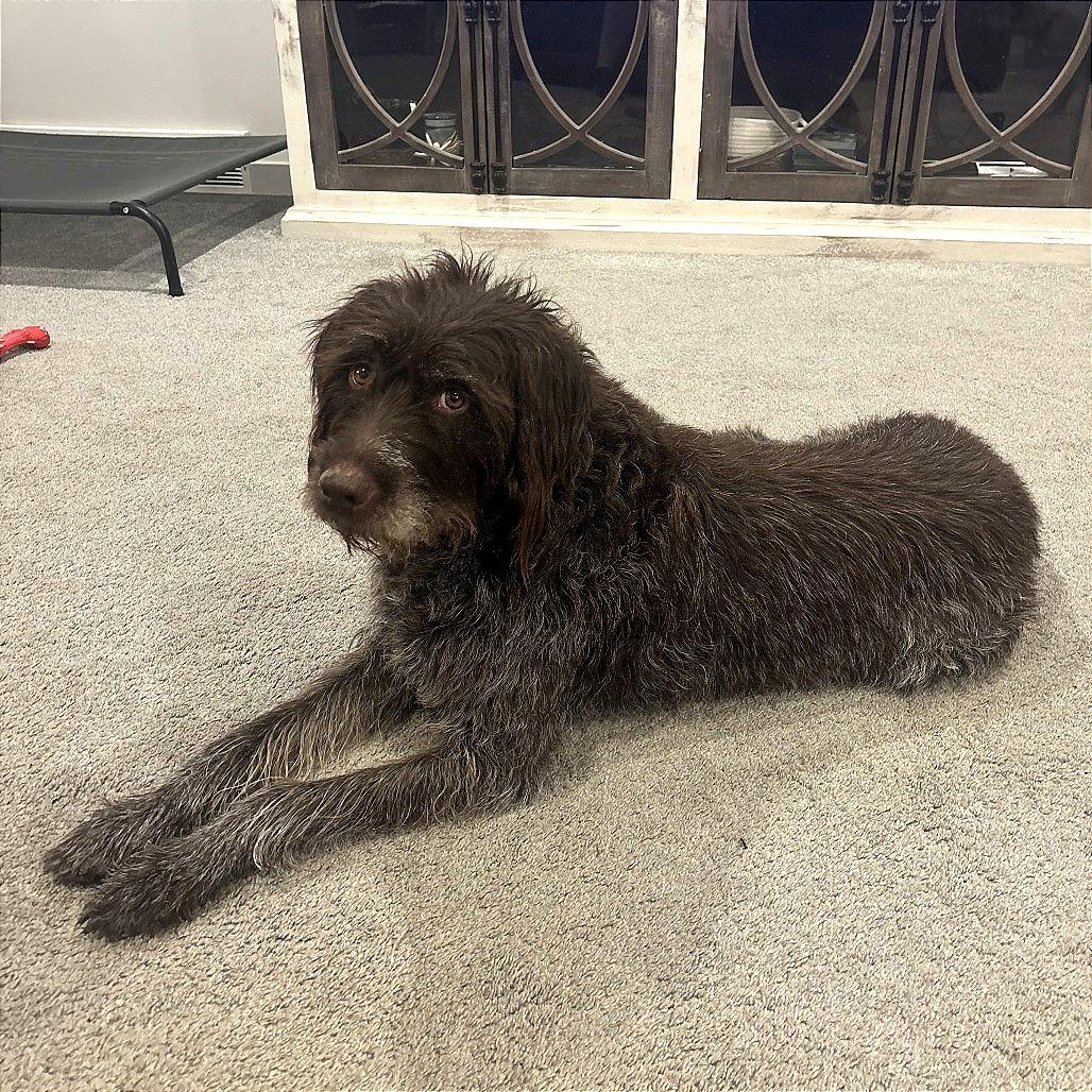 Enlarge Sophie, a Adoptable Wirehaired Pointing Griffon in Murray, UT image 1/1