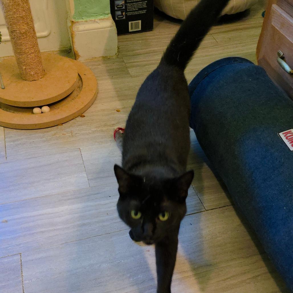 Sorrengail, an adopted Domestic Short Hair in Kinston, NC image 3/6