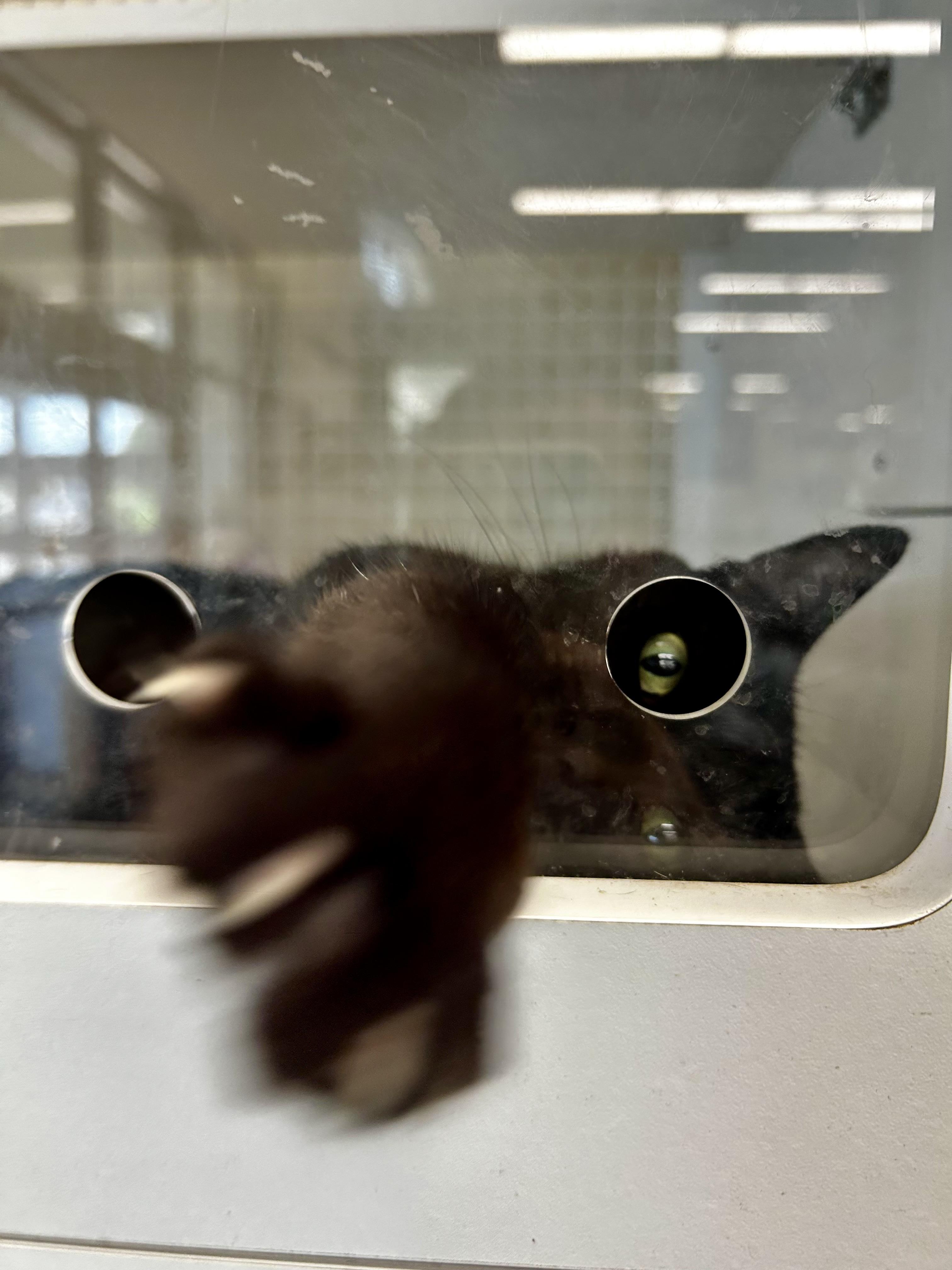 Sorrengail, an adopted Domestic Short Hair in Kinston, NC image 4/6