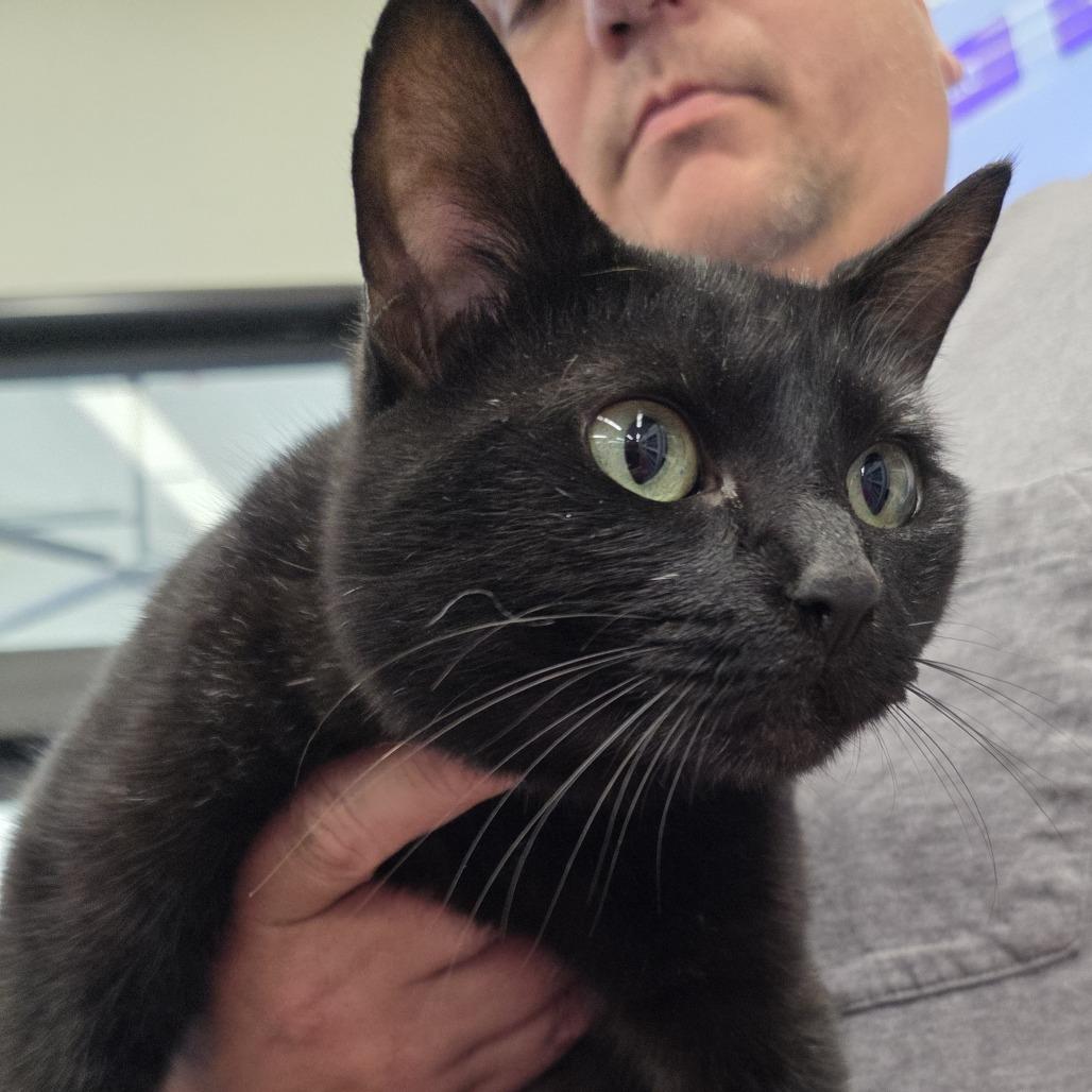 Sorrengail, an adopted Domestic Short Hair in Kinston, NC image 6/6