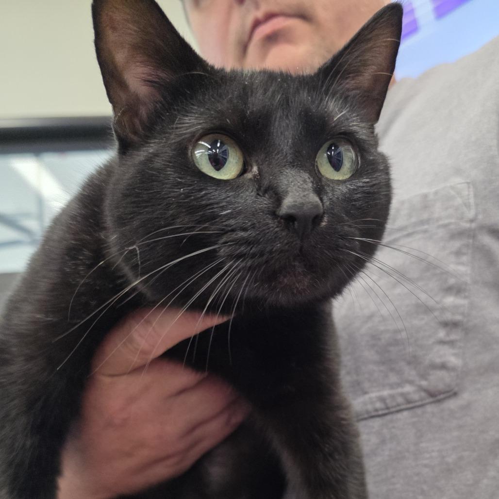 Sorrengail, an adopted Domestic Short Hair in Kinston, NC image 2/6