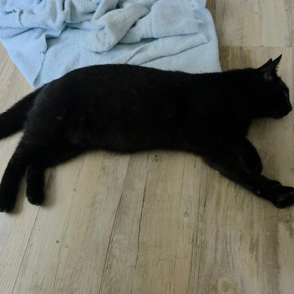 Sorrengail, an adopted Domestic Short Hair in Kinston, NC image 5/6