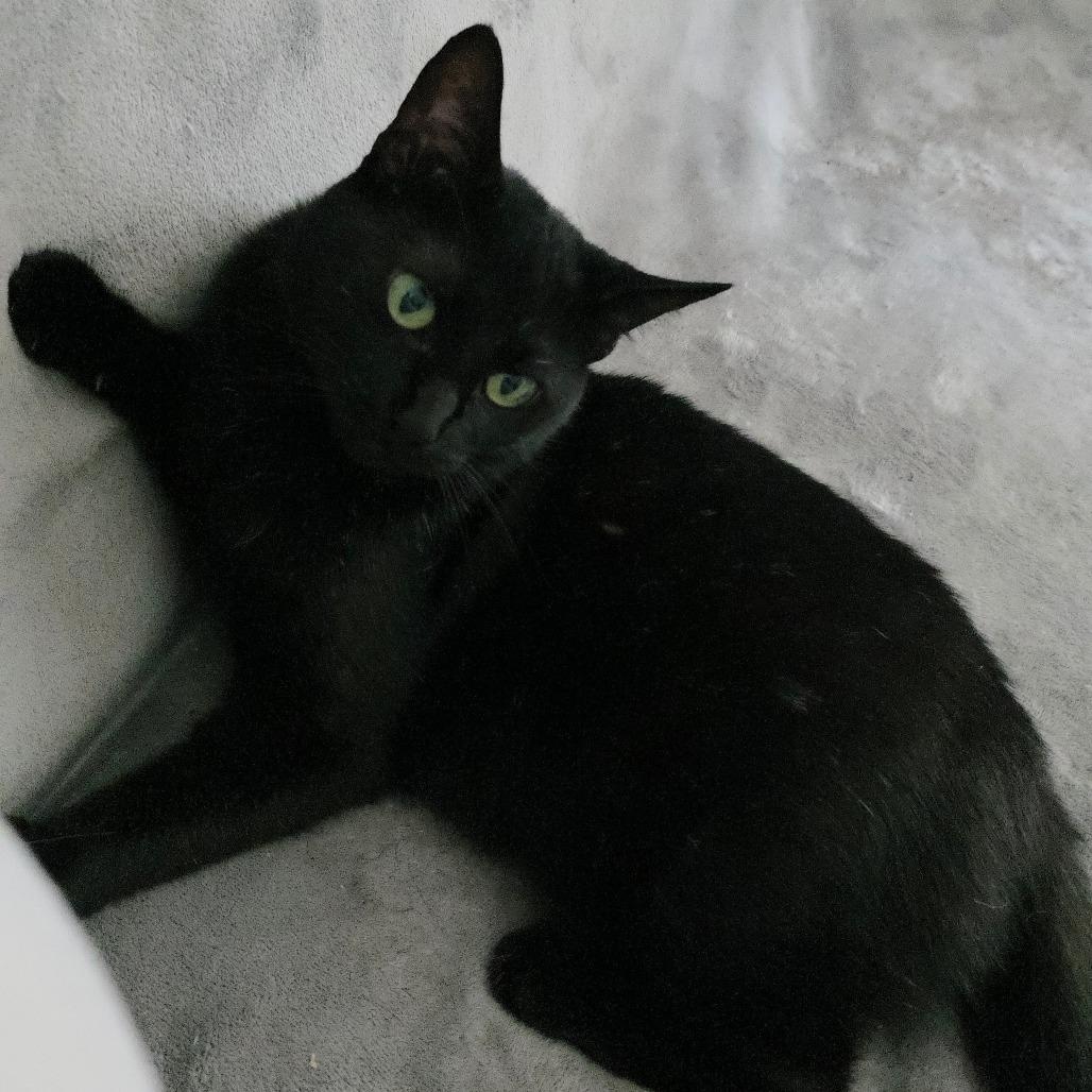 Sorrengail, Adoptable, Young Female Domestic Short Hair.