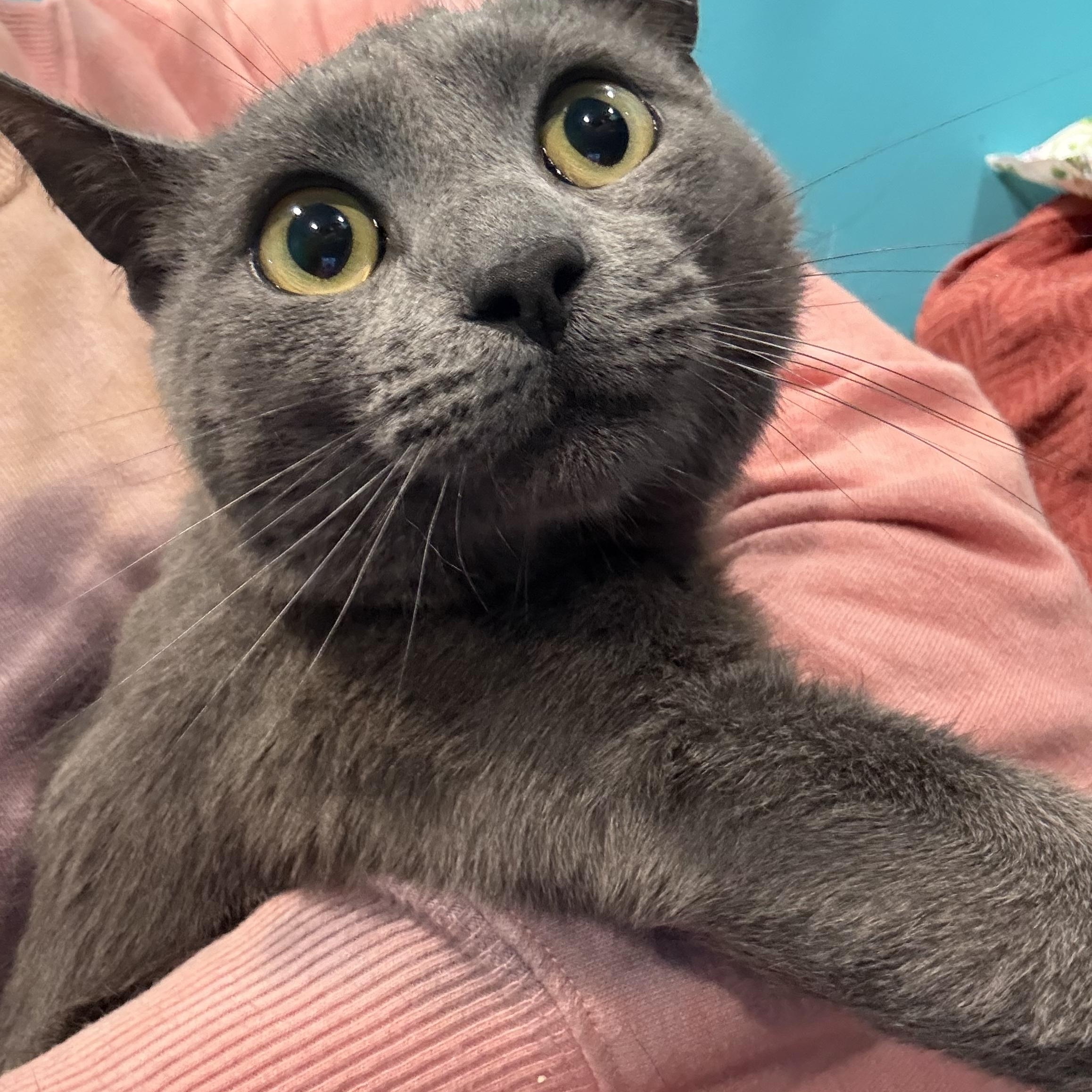 Enlarge Aslan, a ADOPTABLE Domestic Short Hair in Frewsburg, NY image 3/3
