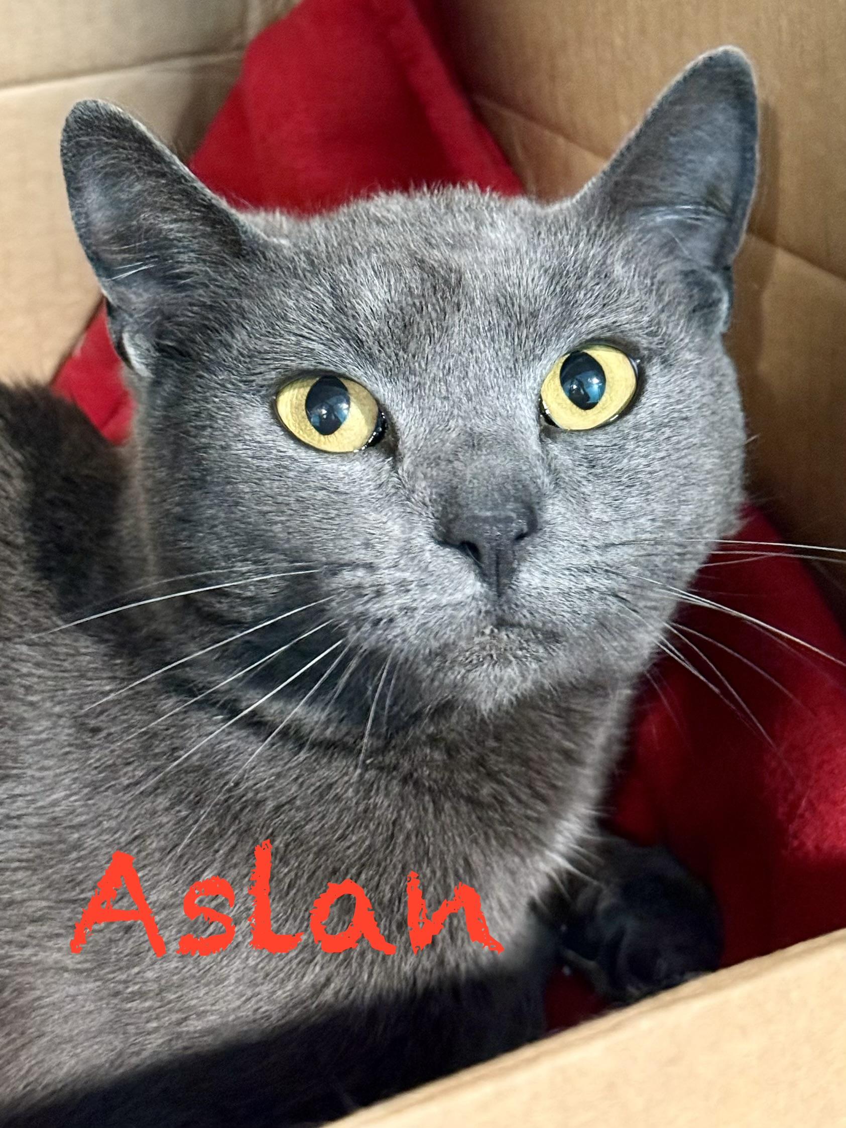 Enlarge Aslan, a ADOPTABLE Domestic Short Hair in Frewsburg, NY image 1/3
