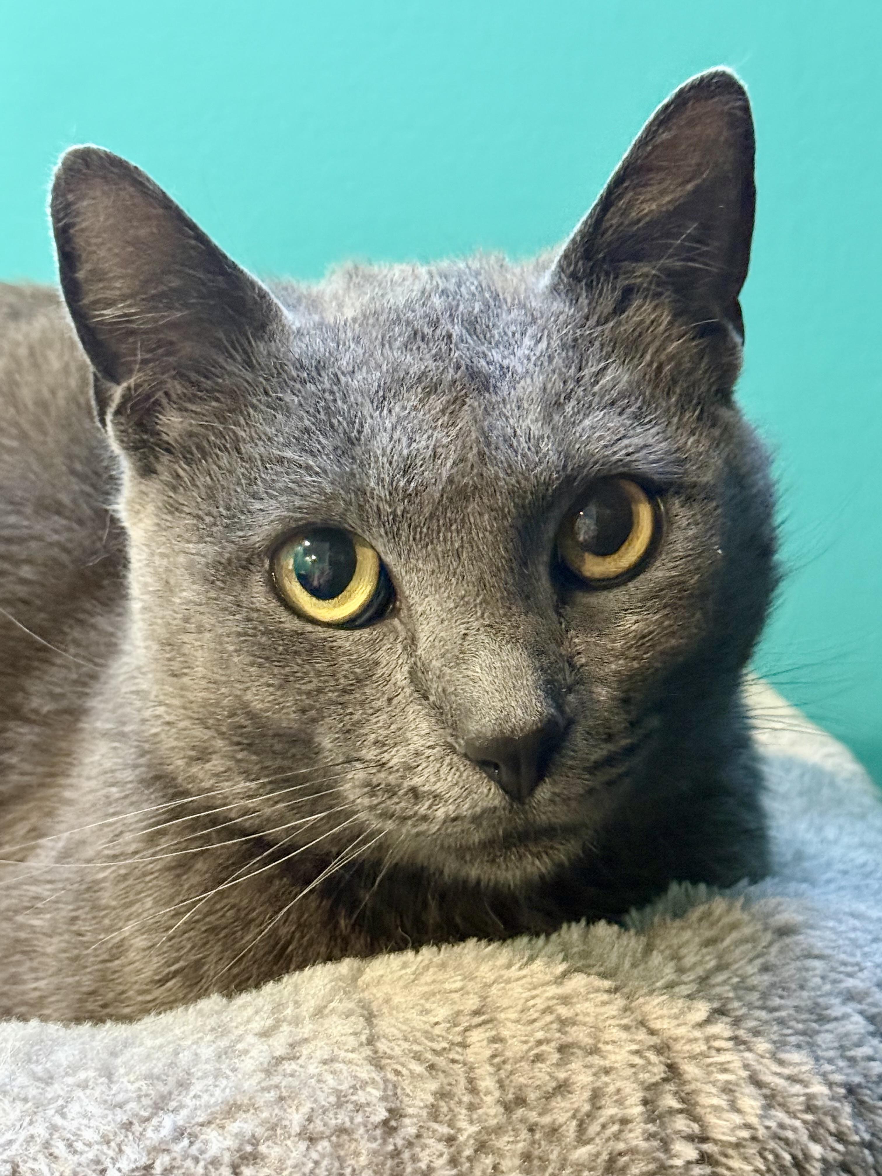 Enlarge Aslan, a ADOPTABLE Domestic Short Hair in Frewsburg, NY image 2/3