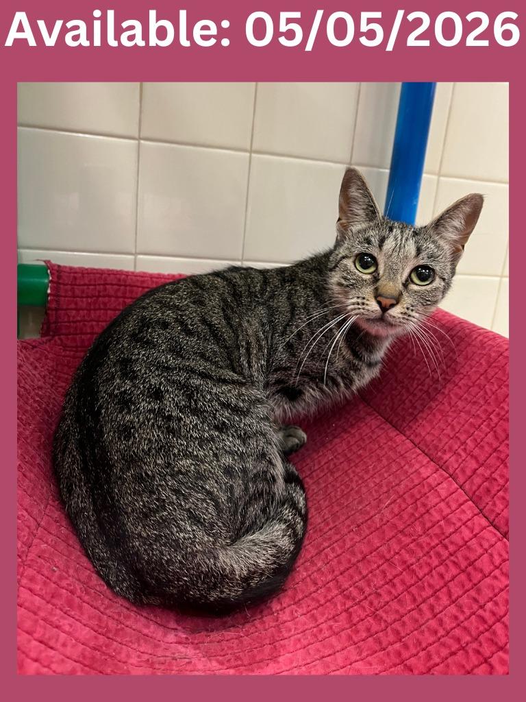Cat Condo #18 Biscuit, Adoptable, Young Female Domestic Short Hair.