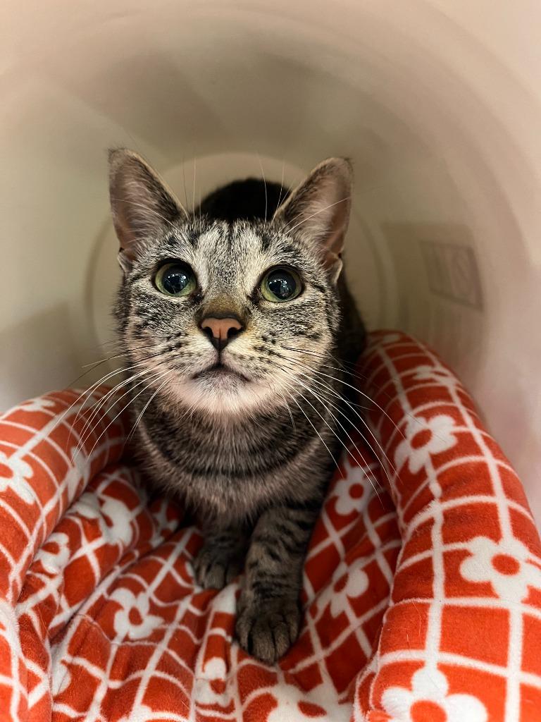 Enlarge Cat Condo #18 Biscuit, a Adoptable mixed breed in Greenville, TX image 2/4