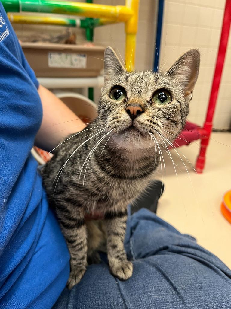 Enlarge Cat Condo #18 Biscuit, a Adoptable mixed breed in Greenville, TX image 3/4