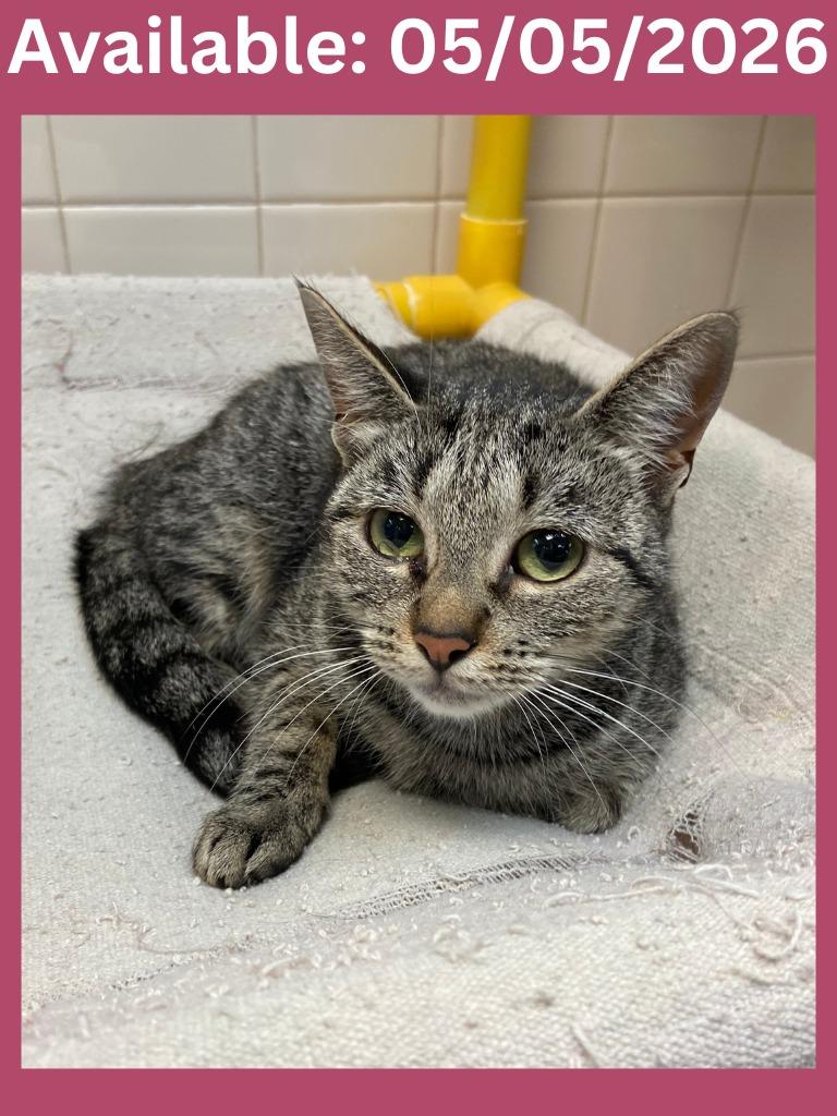 Enlarge Cat Condo #18 Biscuit, a Adoptable mixed breed in Greenville, TX image 4/4