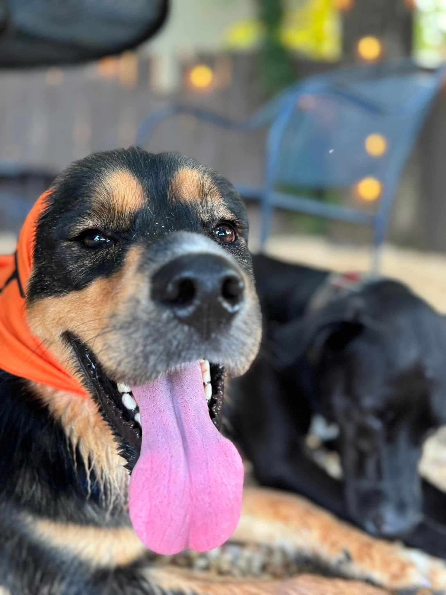 Kelso, an adopted mixed breed in Huntsville, AL image 4/4