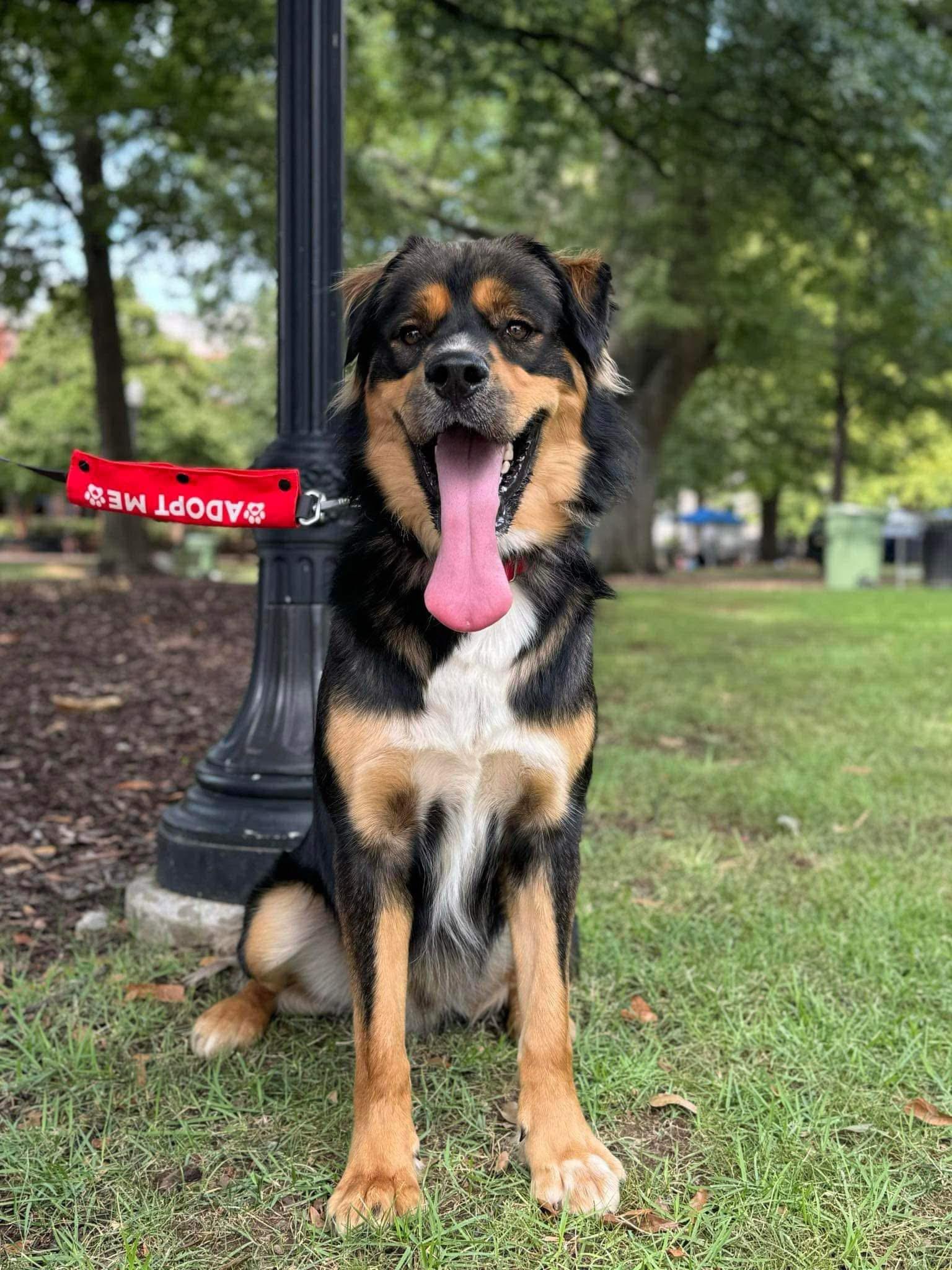 Kelso, an adopted mixed breed in Huntsville, AL image 1/4