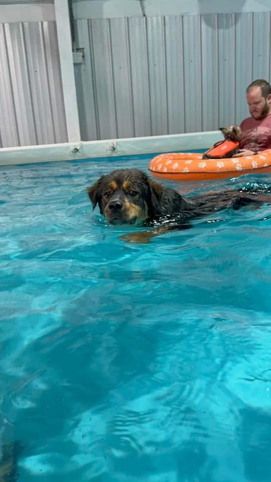 Kelso, an adopted mixed breed in Huntsville, AL image 3/4