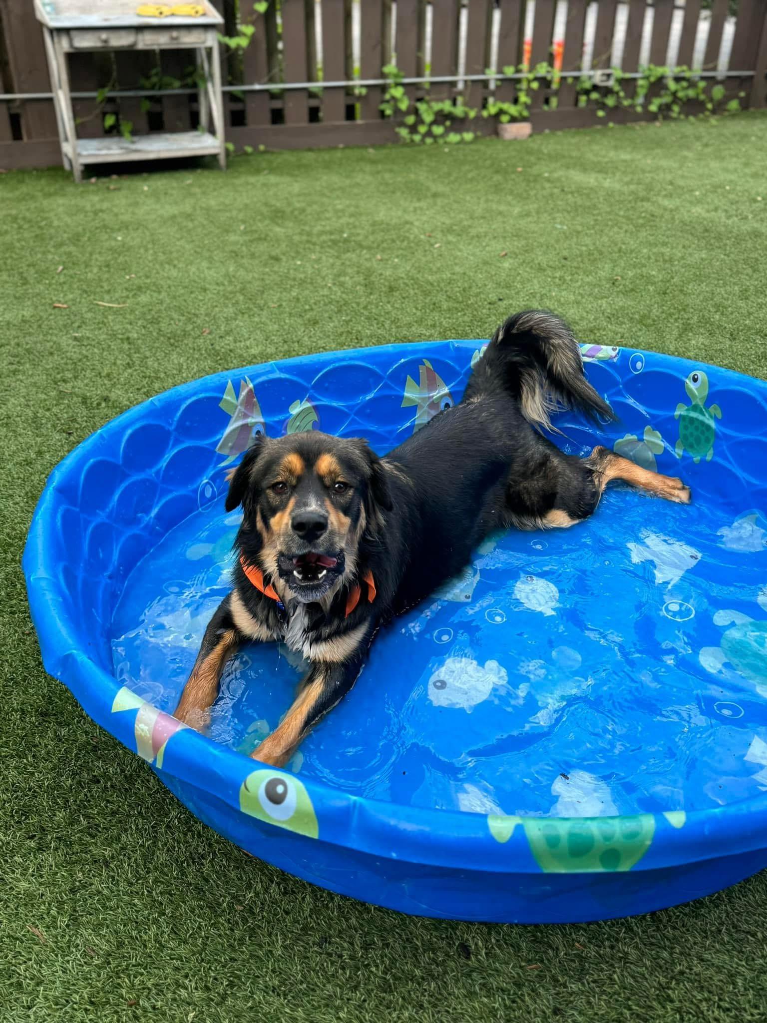 Kelso, an adopted mixed breed in Huntsville, AL image 2/4