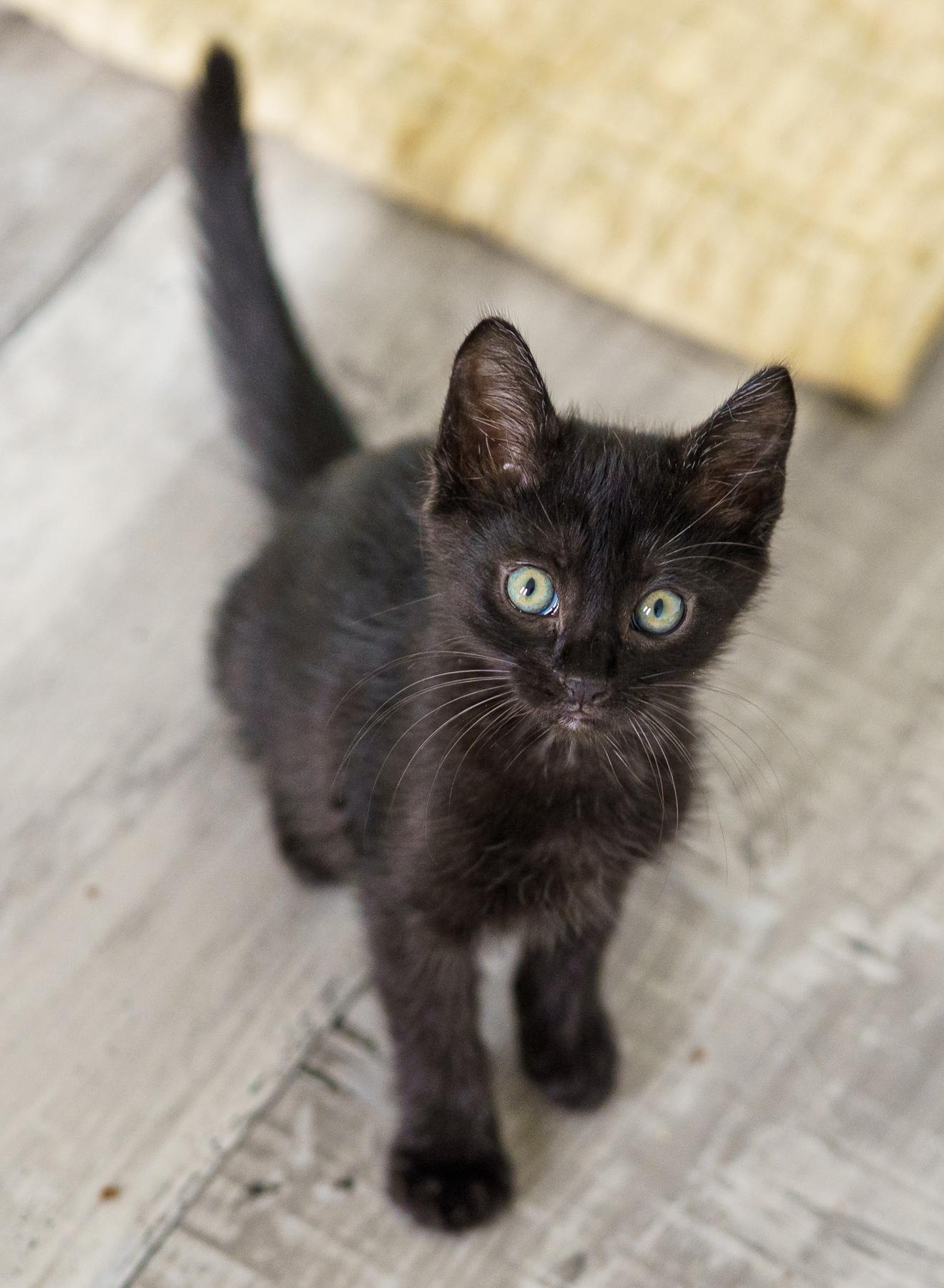 Enlarge Panko, an adopted Domestic Medium Hair in Marble Falls, TX image 5/5