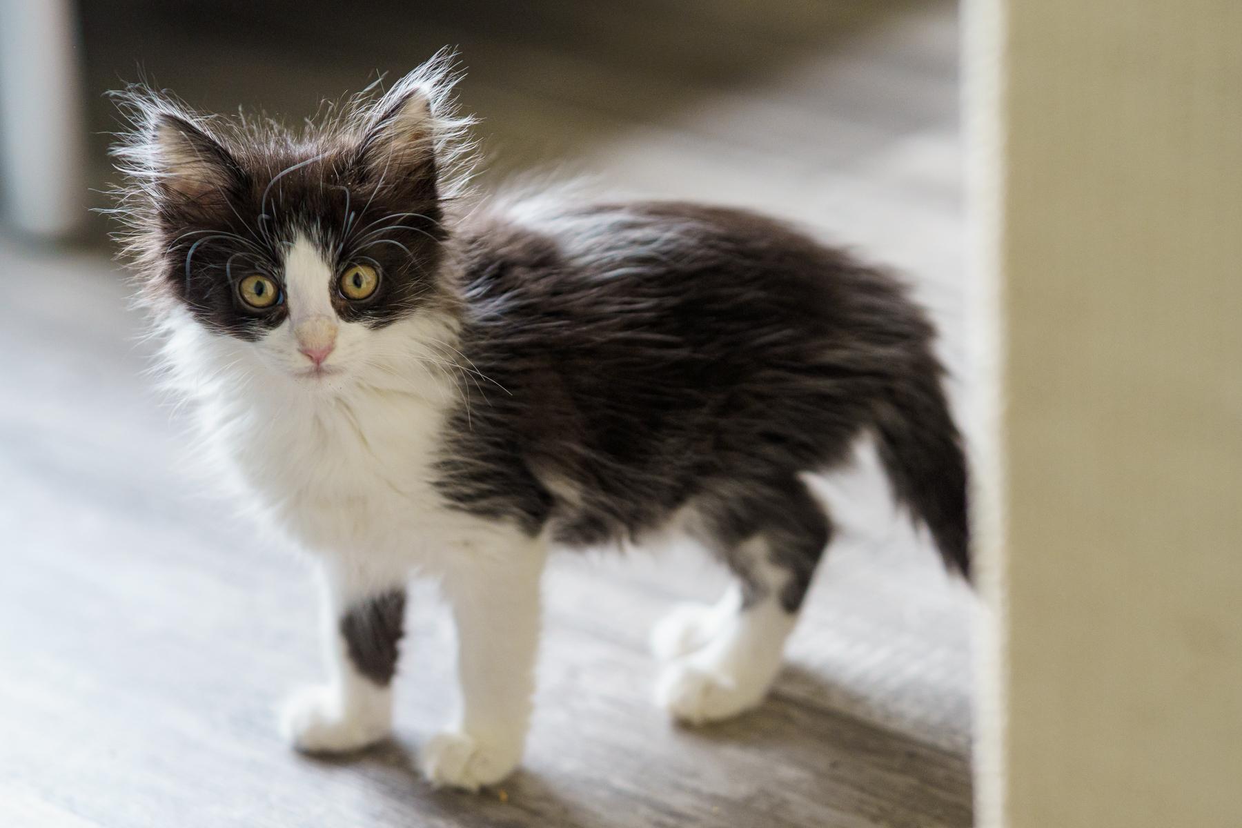 Enlarge Panko, an adopted Domestic Medium Hair in Marble Falls, TX image 3/5