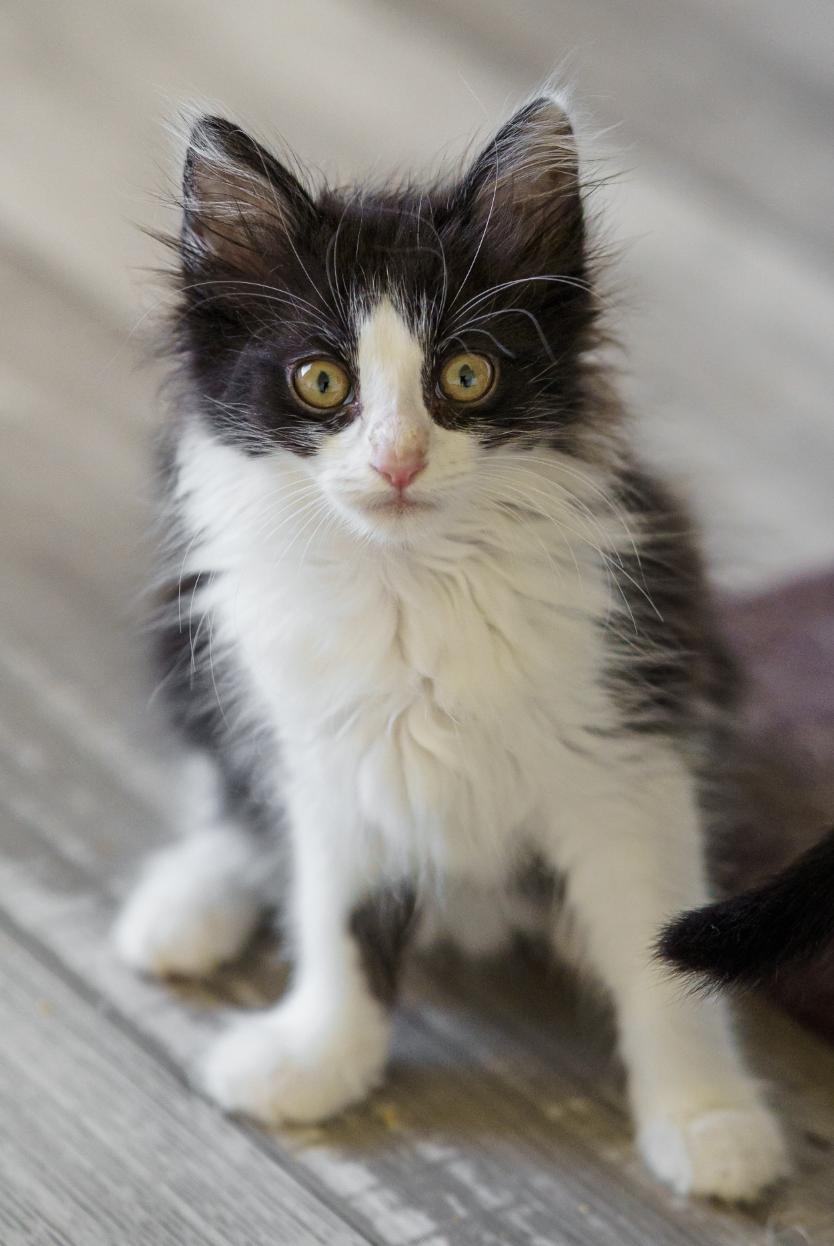 Panko, adopted, Kitten Female Domestic Medium Hair.