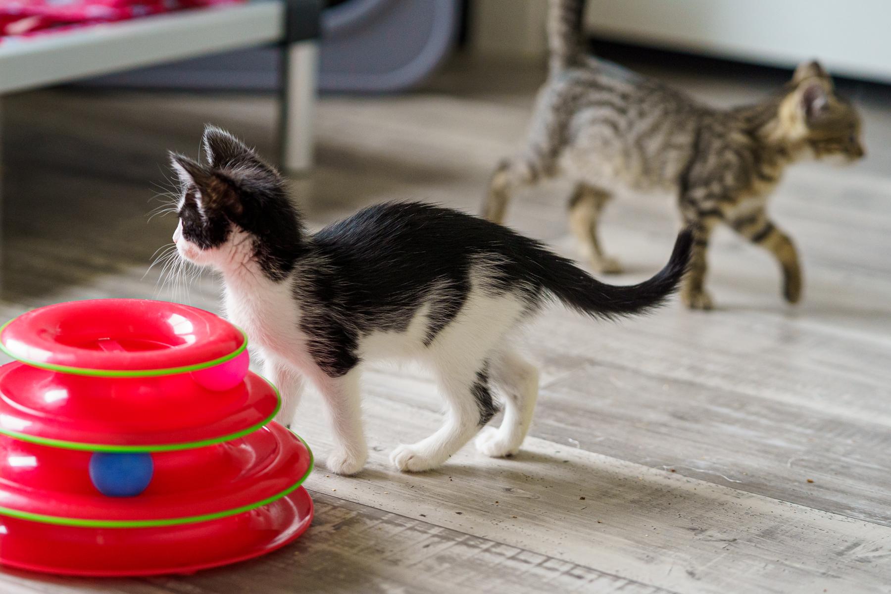 Enlarge Panko, an adopted Domestic Medium Hair in Marble Falls, TX image 4/5
