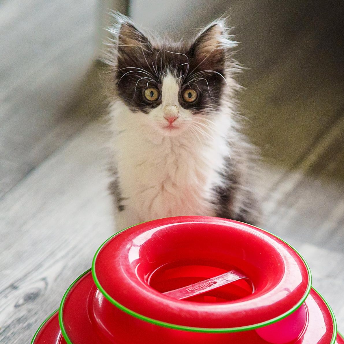 Enlarge Panko, an adopted Domestic Medium Hair in Marble Falls, TX image 2/5