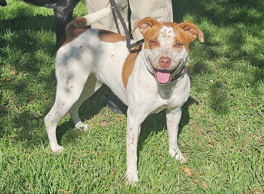 Enlarge Ginger, a Adoptable mixed breed in Corpus Christi, TX image 1/2