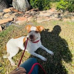 Enlarge Ginger, a Adoptable mixed breed in Corpus Christi, TX image 1/3