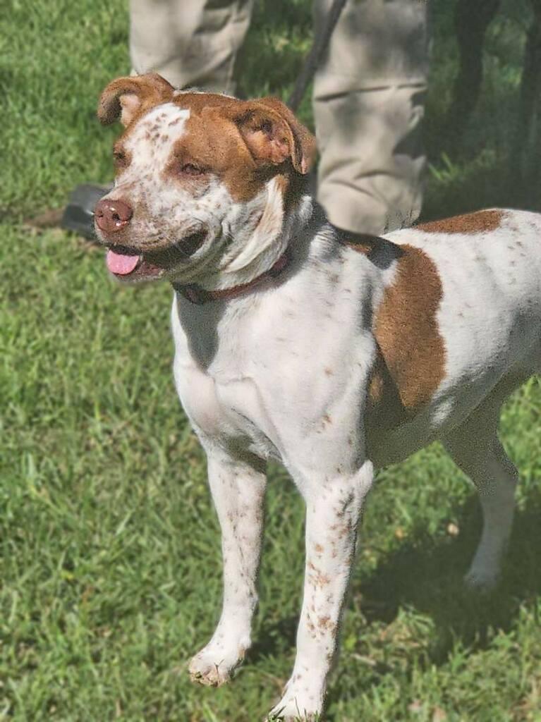 Enlarge Ginger, a Adoptable mixed breed in Corpus Christi, TX image 2/2