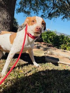Enlarge Ginger, a Adoptable mixed breed in Corpus Christi, TX image 2/3
