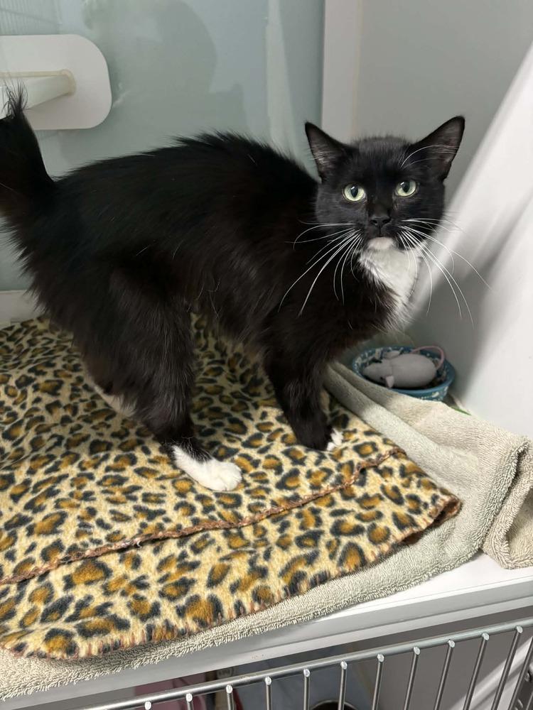 Enlarge Tango (@ Whisker Room Cat Cafe!), a Adoptable Domestic Medium Hair in Muskegon, MI image 1/1