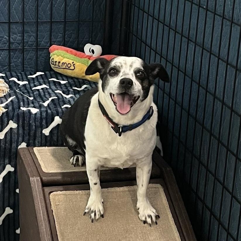 Enlarge Gizmo, a Adoptable mixed breed in Hurricane, UT image 1/6