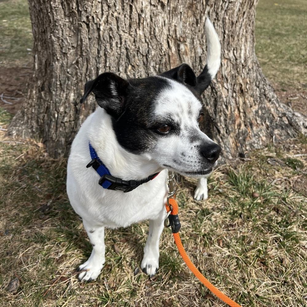Enlarge Gizmo, a Adoptable mixed breed in Hurricane, UT image 2/6
