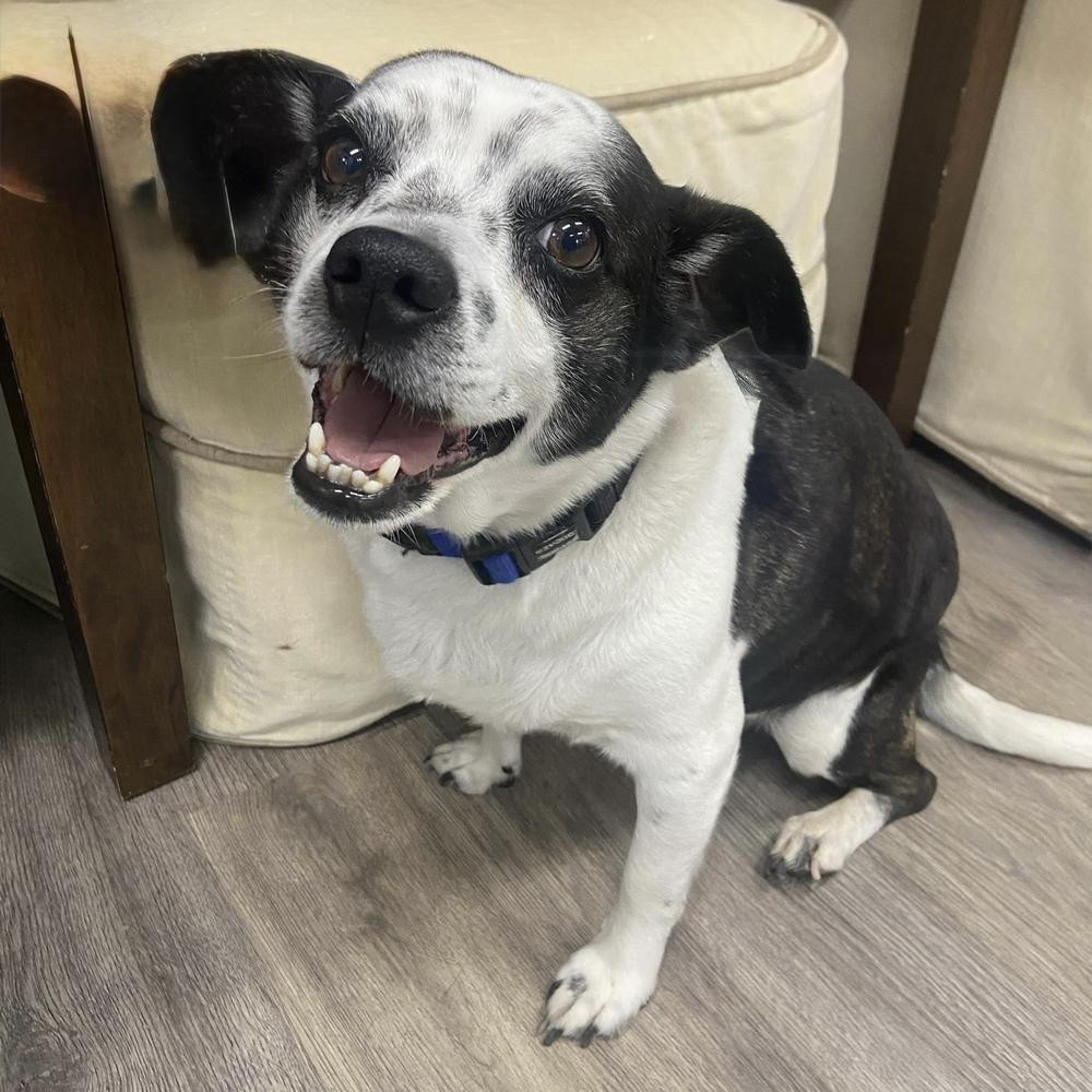 Enlarge Gizmo, a Adoptable mixed breed in Hurricane, UT image 3/6